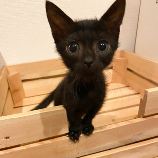 募集停止　膝で寝るのが大好き男子★クロトン