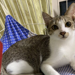 【12/20譲渡会】イケメンくんです！