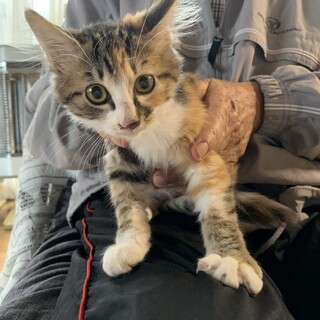 少し長毛可愛い縞三毛ちゃん♪