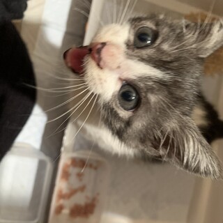 車のボンネットの中で泣いていた子です。