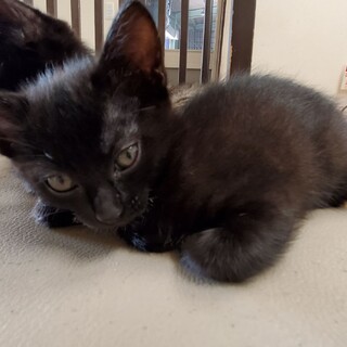 わたしを家族にしてください‼️