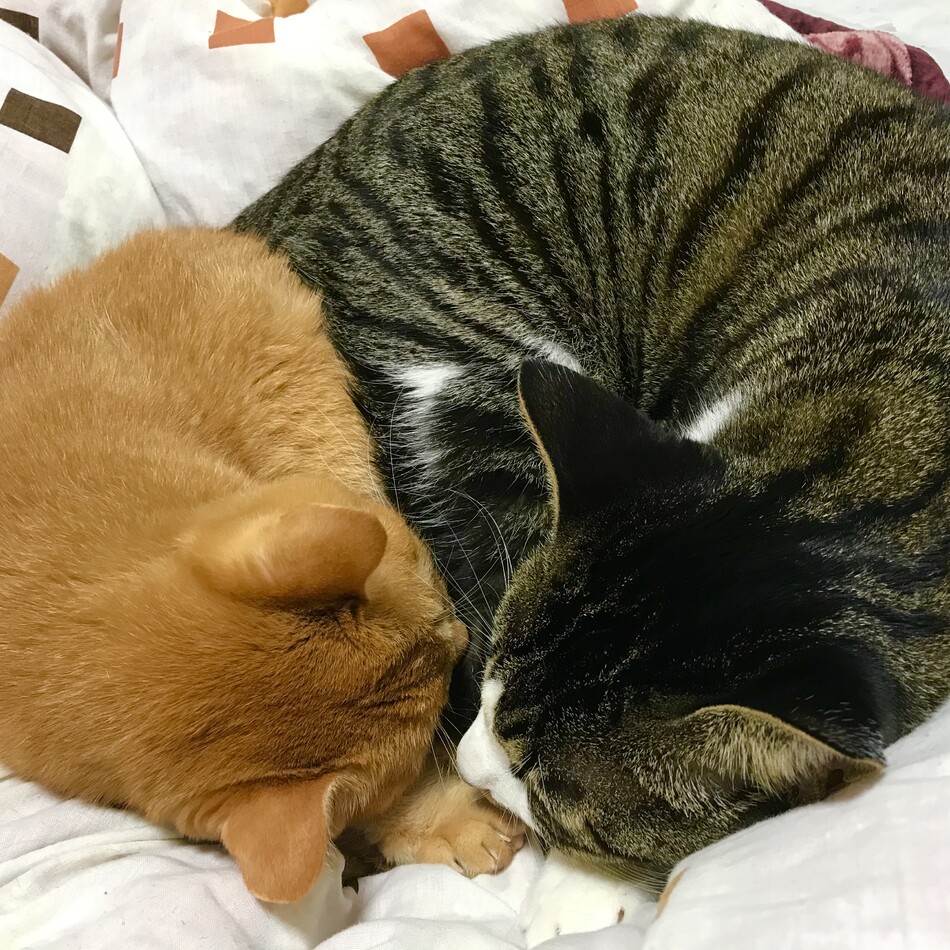 ゆきちのカバー写真