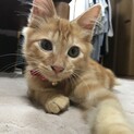 4ヶ月の茶トラ男の子