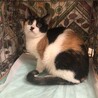 三毛猫さんの里親さん募集 サムネイル2