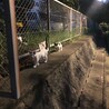 三毛猫さんの里親さん募集 サムネイル4