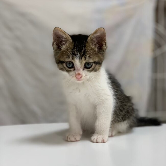 南中野地域ねこの会のカバー写真