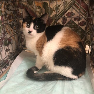 三毛猫さんの里親さん募集