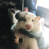 チュ　ヤシン