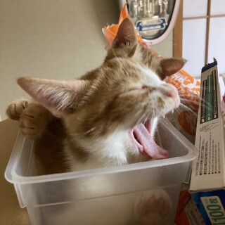 茶色アメショ柄！生後2ヶ月半の女の子＊