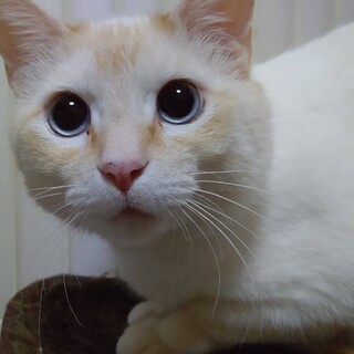 3本足の猫　コナ君くん 里親様募集♡