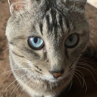 ちの