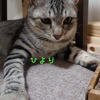 １歳になりました。ぽっちゃり猫です。