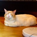 ラグドールの男の子　助けてください