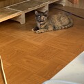 保護猫 4ヶ月の兄妹2匹