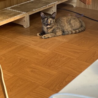 保護猫 4ヶ月の兄妹2匹