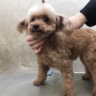 他犬舎の女の子の里親様募集