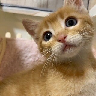 家族が出来ました♡茶トラ3兄弟マーブルくん♡