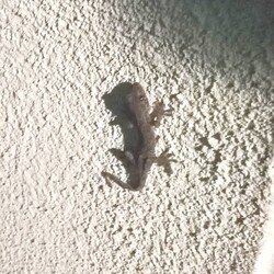 「カノーは」サムネイル2