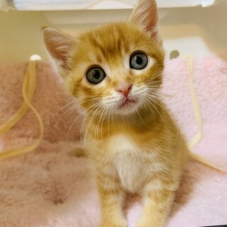 家族が出来ました♡茶トラ3兄弟アポロくん♡