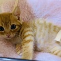 家族が出来ました♡茶トラ3兄弟チロルくん♡