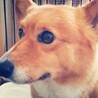光ヶ丘dog