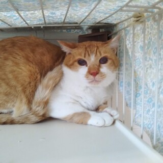 大人しい5歳の男の子ちゃま君