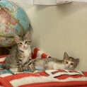 姉妹で約１ヶ月のメス猫です