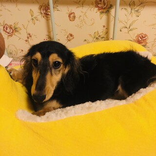 ドリトス君　ミニチュアダックス　5歳　男の子