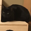 毛並みがキレイな黒猫ちゃん 研ニ君