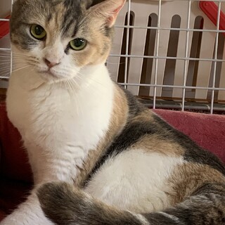 ずっとのお家を募集中