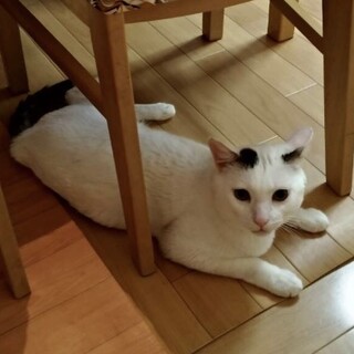 お喋りで人懐こい4歳くらいのマメくん