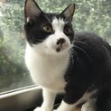 白黒シャイボーイ　家族募集です