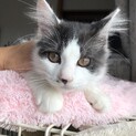 天真爛漫長毛子猫　里親募集