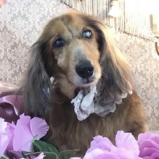 Mダックス♂とおる