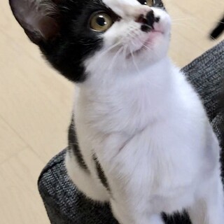 メグちゃん…トライアル決定