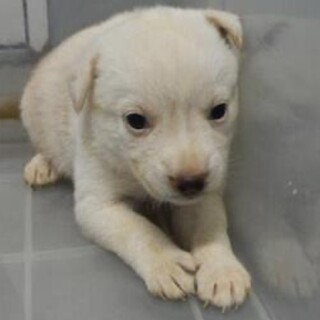 里親様に迎えられました。子犬♀167
