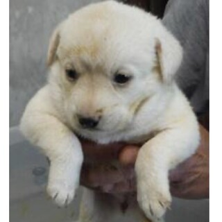 里親様に迎えられました。子犬♀168
