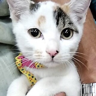 【里親さん募集茨城県古河市】かわいい姉妹です。