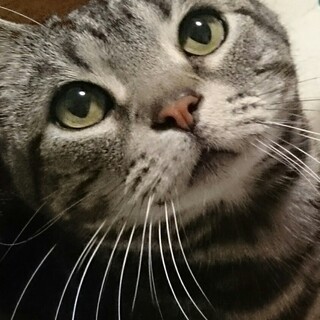 10歳♂アメリカンショートヘア