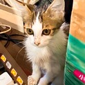 アビシニアンのハーフ