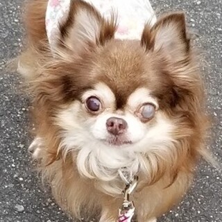 チワワの梨子です♪