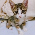 小鉄くん、2ヶ月半の元気な男の子です。