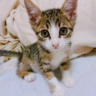 小鉄くん、2ヶ月半の元気な男の子です。