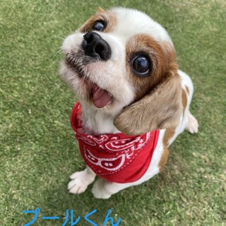 プールくん❣️一時募集を停止させていただきます。