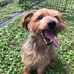 犬猫合同譲渡会