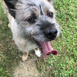 犬猫合同譲渡会 サムネイル2