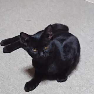 元気なクロチビ