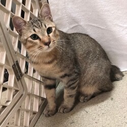 犬猫合同譲渡会 サムネイル3