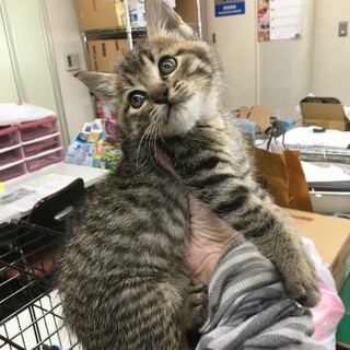 募集一時停止　丸顔キジトラ男子☆響