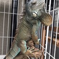 イグアナくん♂4歳♡かわいい性格です^ - ^
